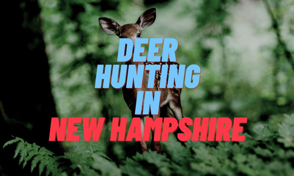 Deer Hunting In New Hampshire