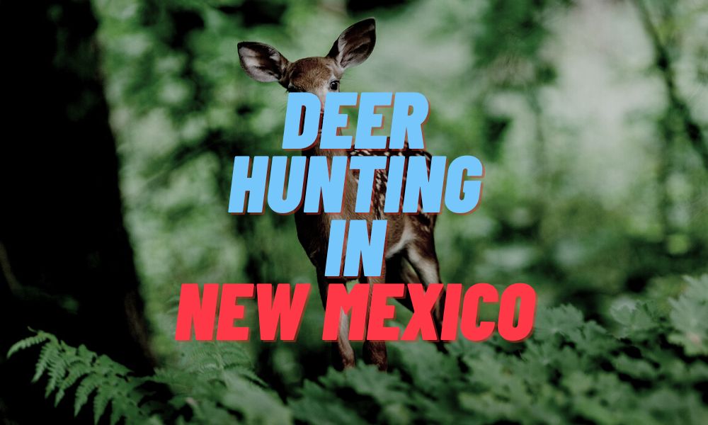Deer Hunting In New Mexico