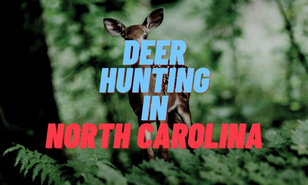 Deer Hunting In North Carolina