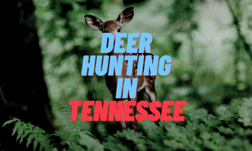 Deer Hunting In Tennessee