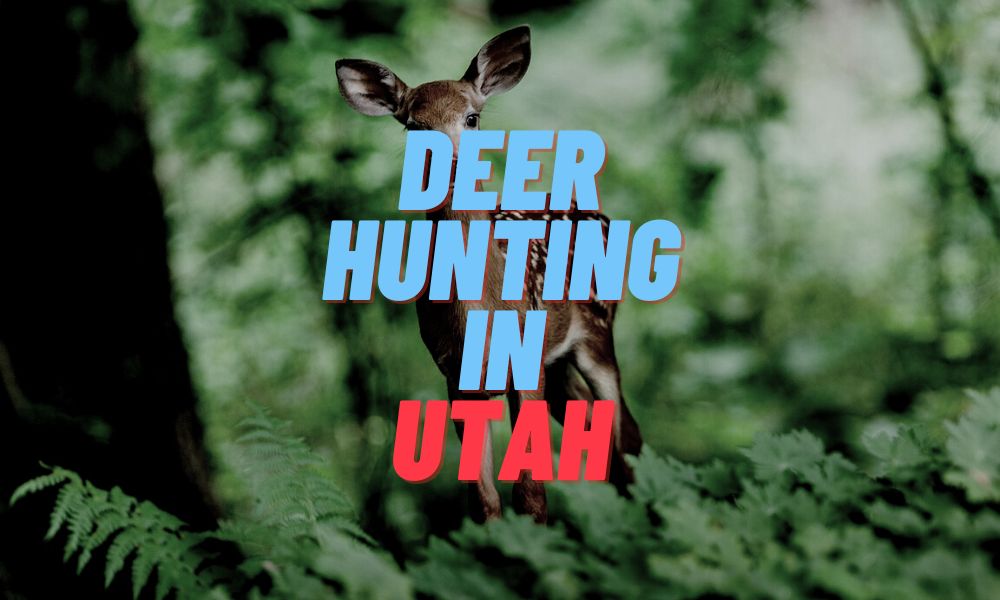 Deer Hunting In Utah