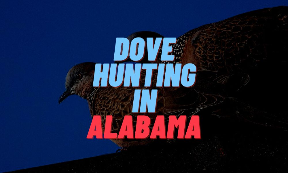 Dove Hunting In Alabama