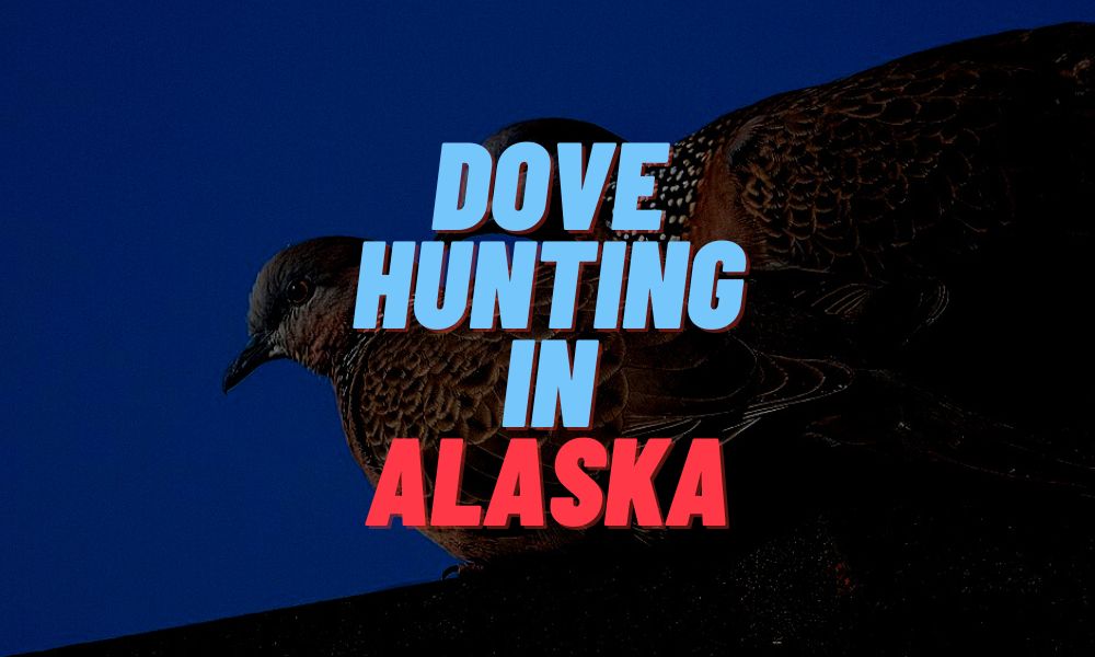Dove Hunting In Alaska