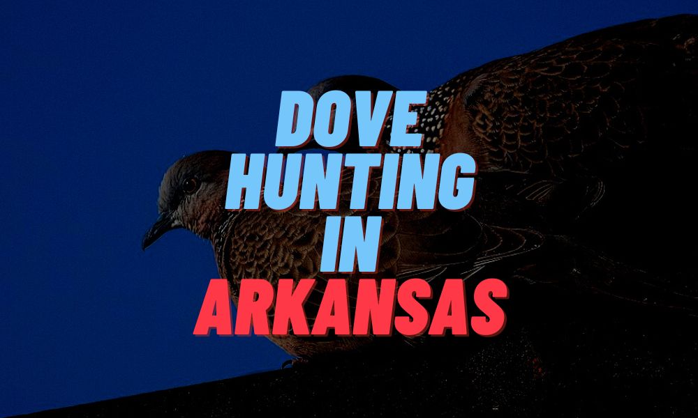 Dove Hunting In Arkansas