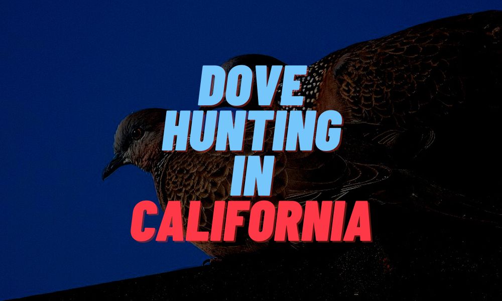 Dove Hunting In California