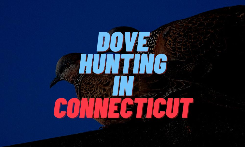 Dove Hunting In Connecticut