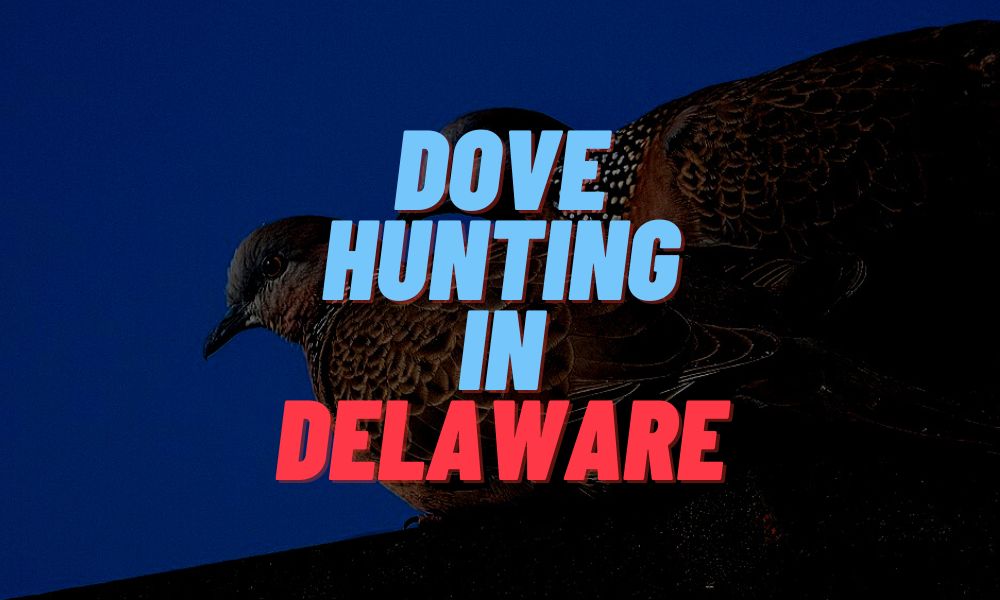 Dove Hunting In Delaware
