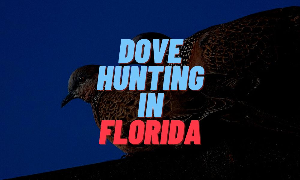 Dove Hunting In Florida