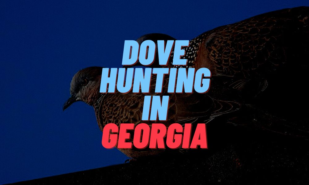 Dove Hunting In Georgia