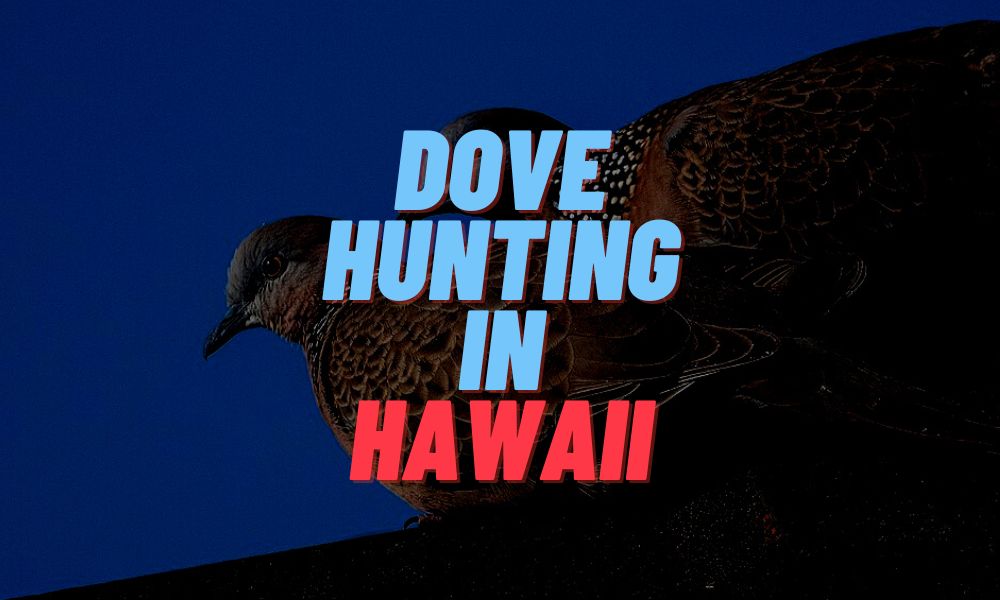Dove Hunting In Hawaii