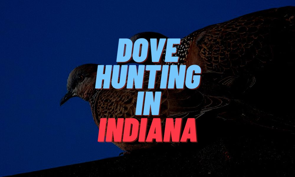 Dove Hunting In Indiana