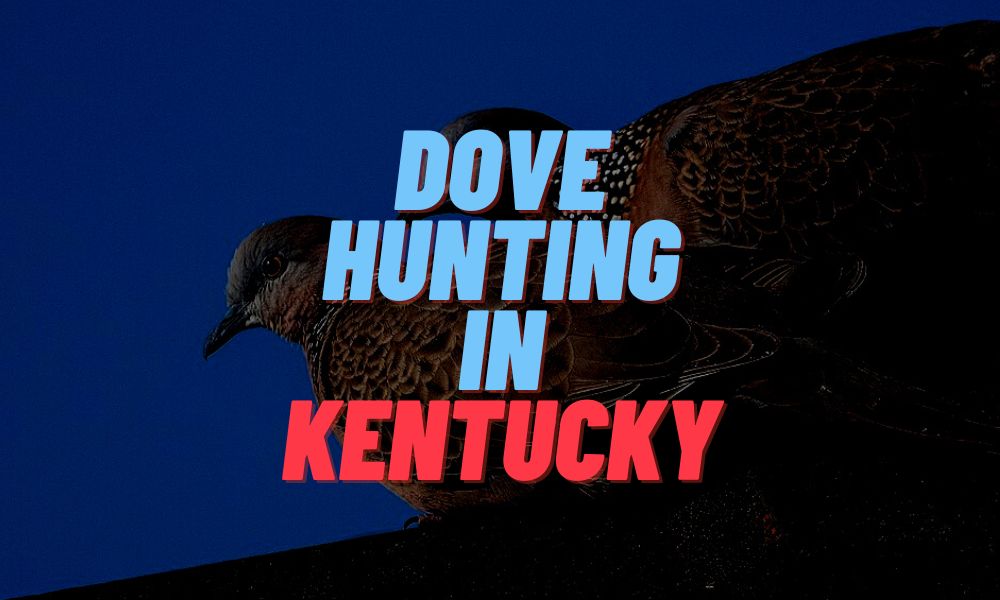 Dove Hunting In Kentucky