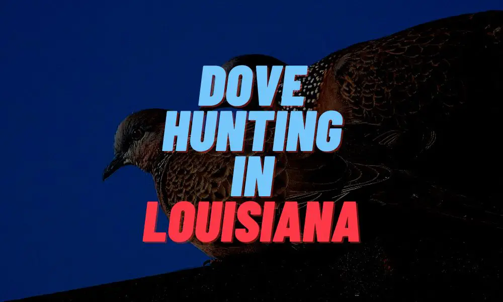 Dove Hunting In Louisiana