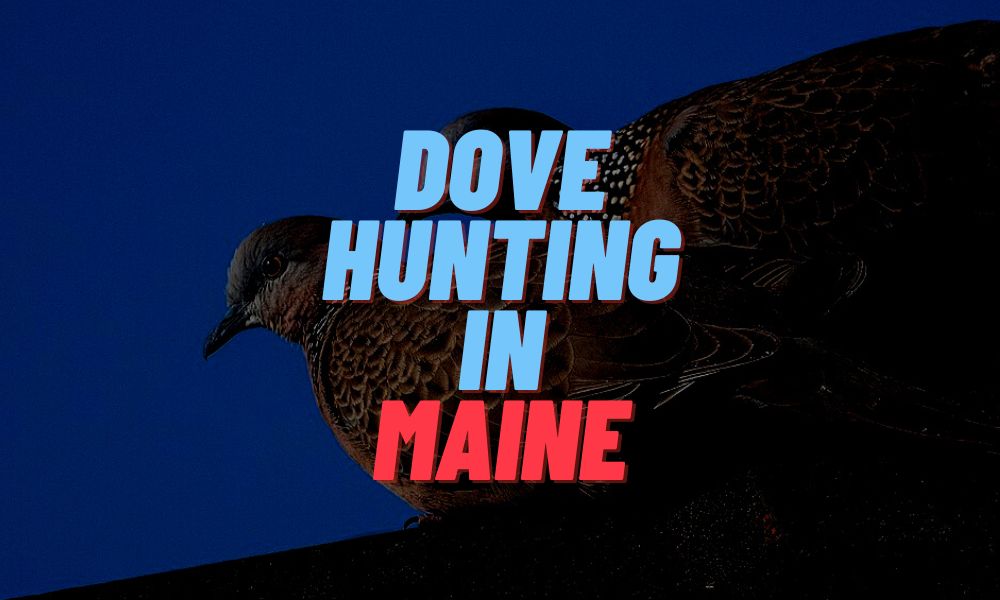 Dove Hunting In Maine
