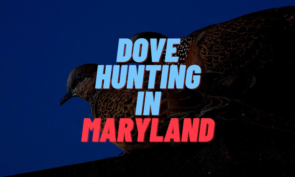 Dove Hunting In Maryland