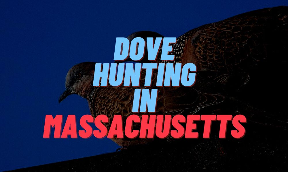 Dove Hunting In Massachusetts