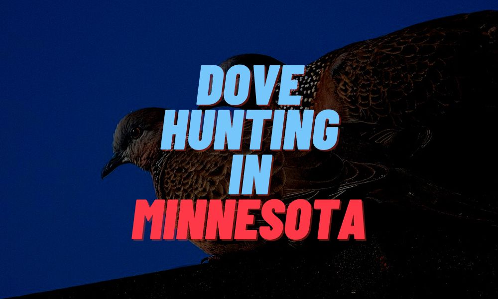 Dove Hunting In Minnesota
