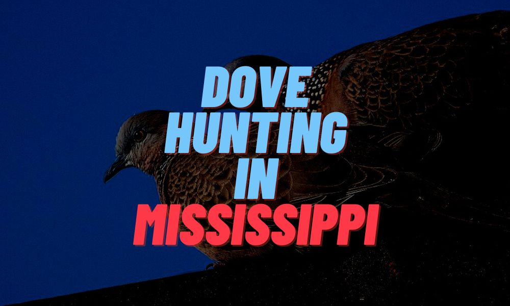 Dove Hunting In Mississippi