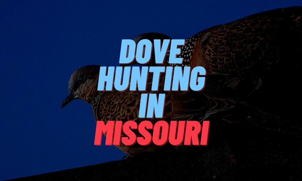 Dove Hunting In Missouri