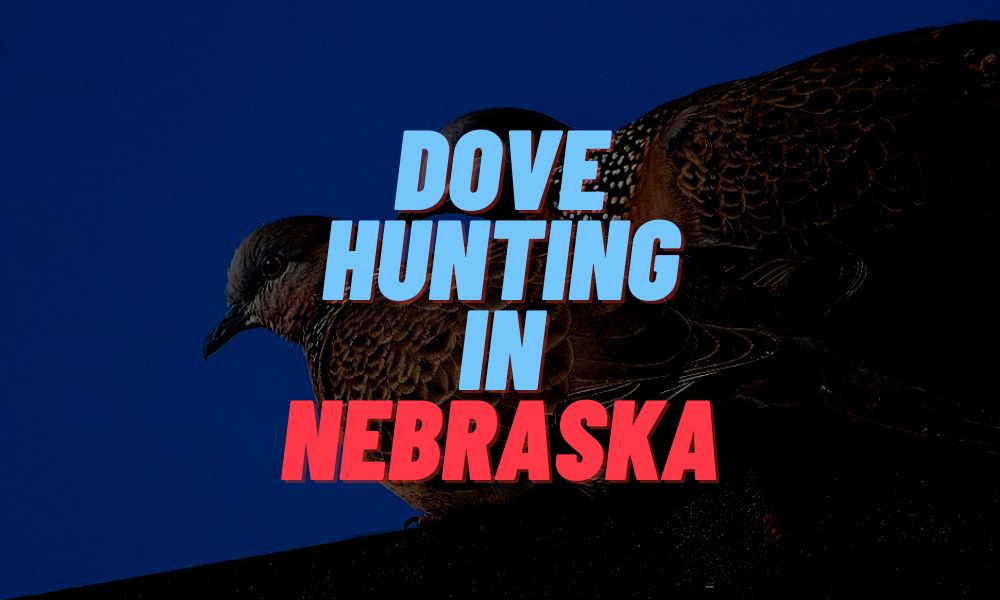 Dove Hunting In Nebraska