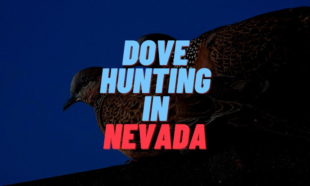 Dove Hunting In Nevada