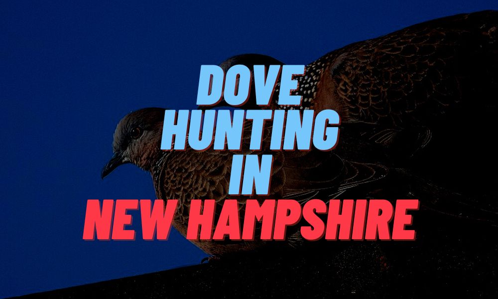 Dove Hunting In New Hampshire