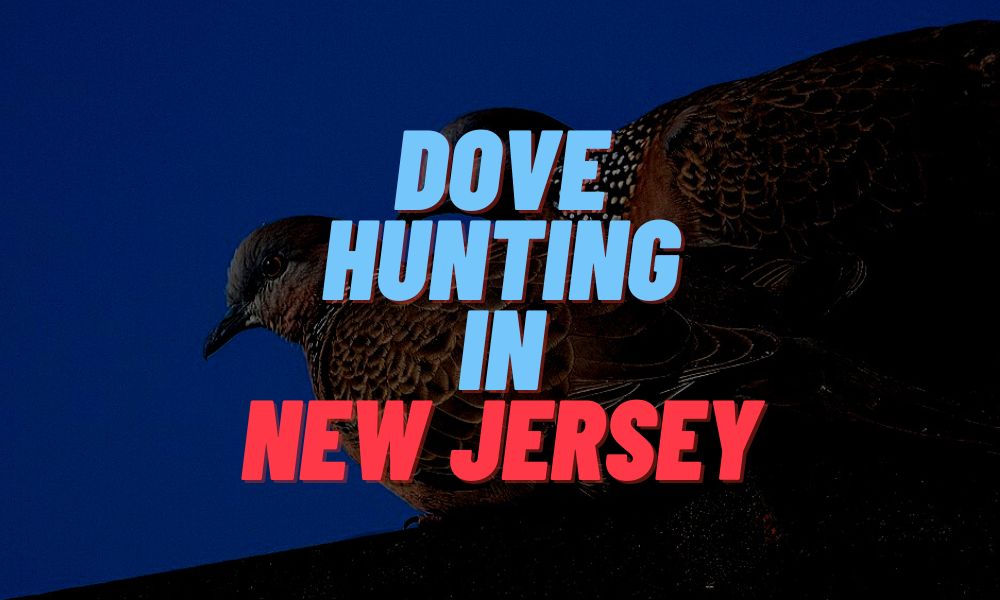 Dove Hunting In New Jersey