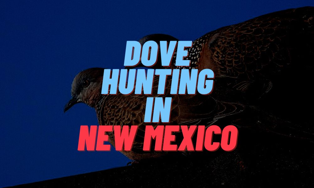 Dove Hunting In New Mexico