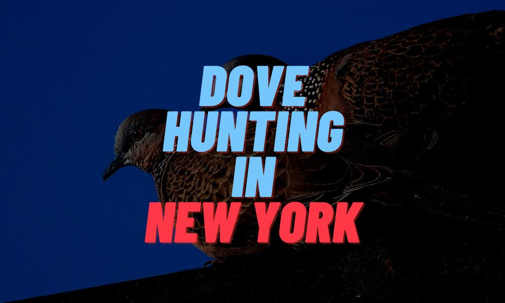 Dove Hunting In New York