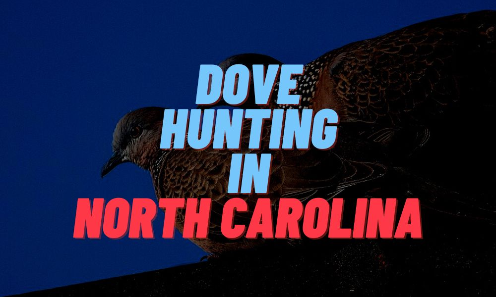 Dove Hunting In North Carolina