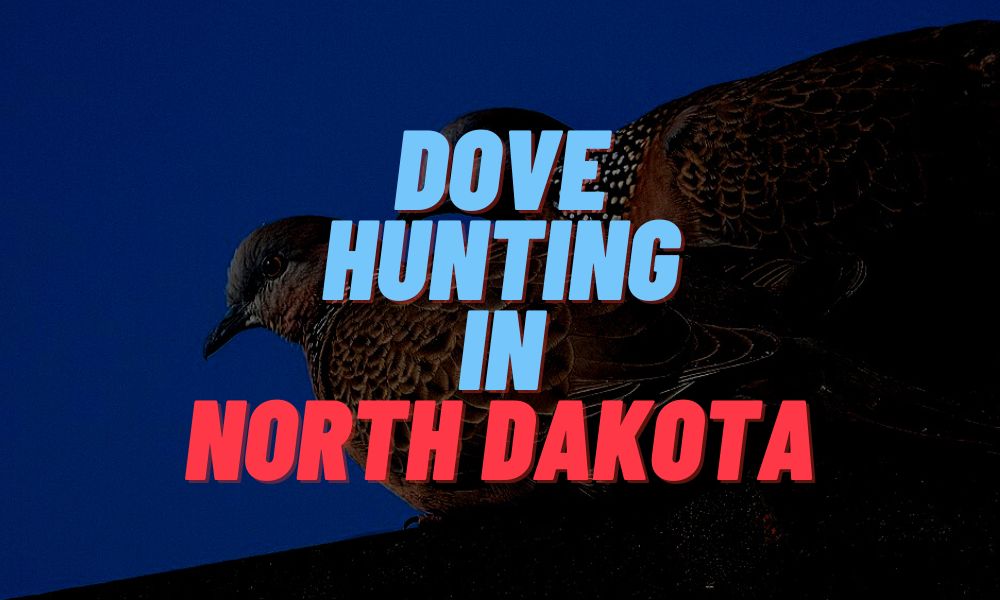 Dove Hunting In North Dakota