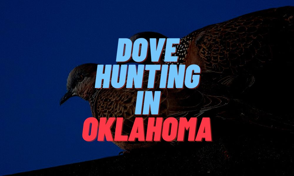 Dove Hunting In Oklahoma