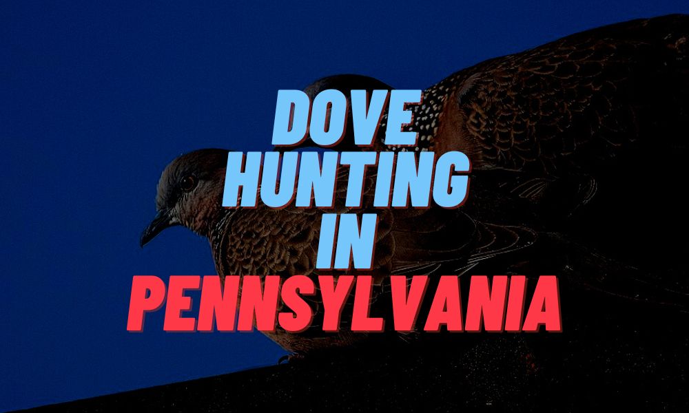 Dove Hunting In Pennsylvania