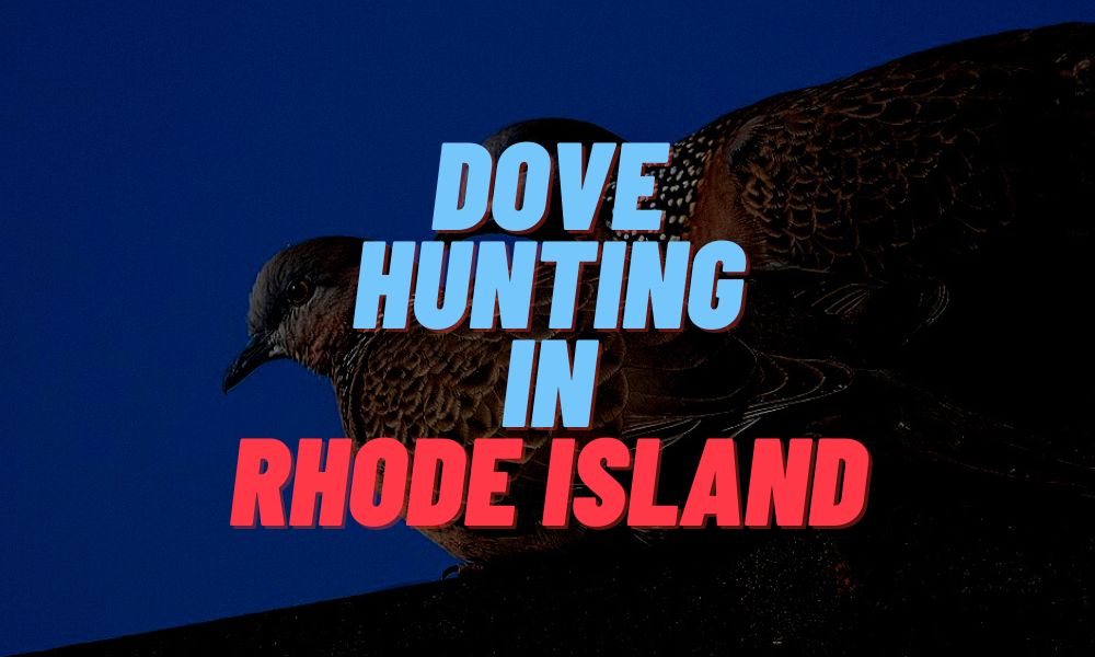 Dove Hunting In Rhode Island