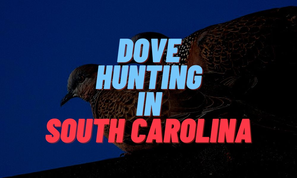 Dove Hunting In South Carolina