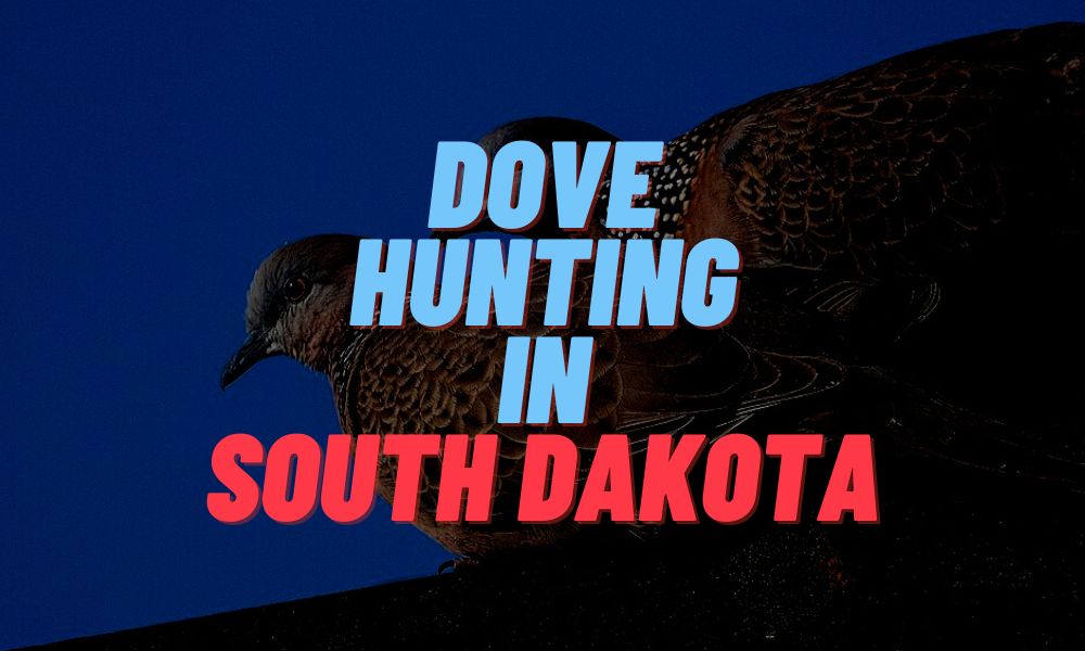Dove Hunting In South Dakota