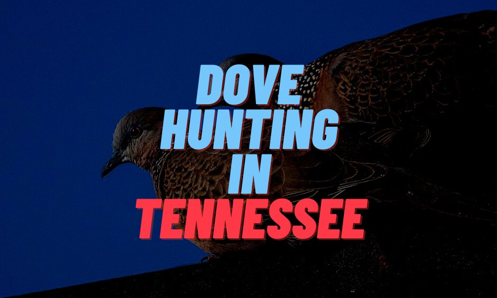 Dove Hunting In Tennessee