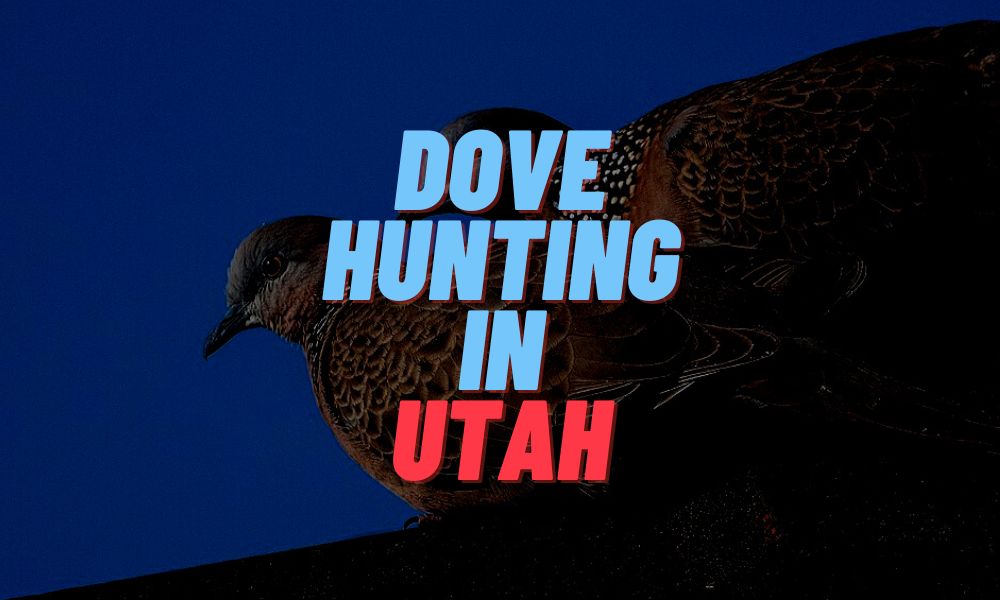 Dove Hunting In Utah