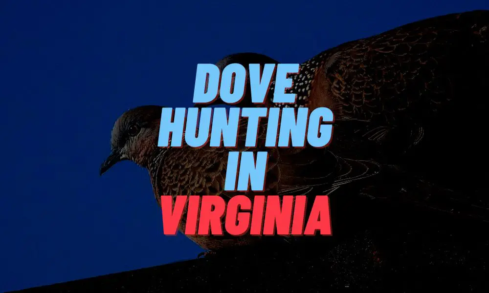 Dove Hunting In Virginia