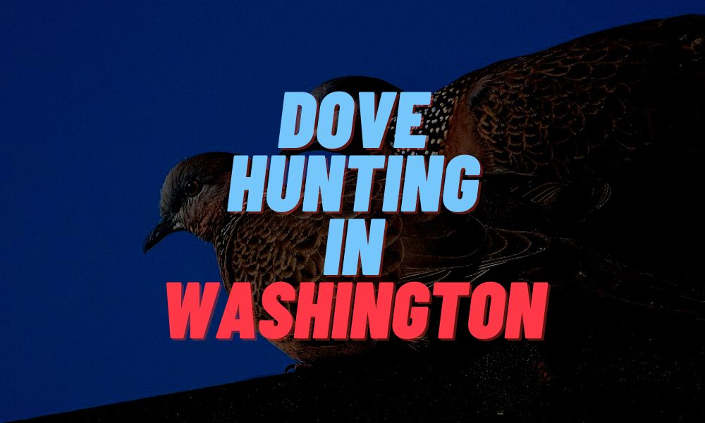 Dove Hunting In Washington