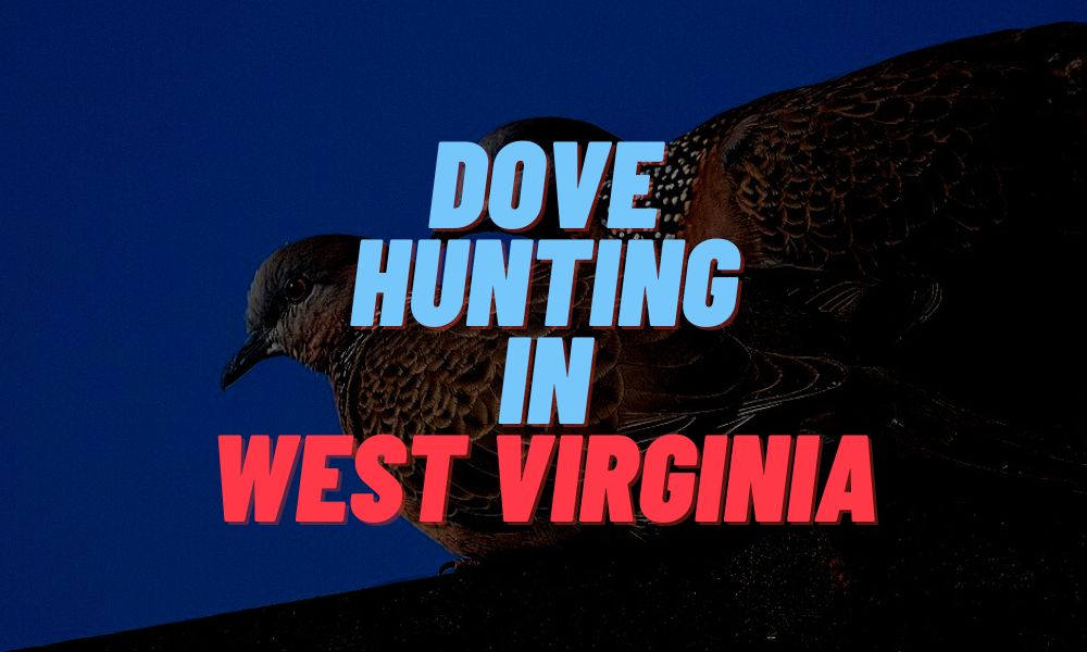 Dove Hunting In West Virginia