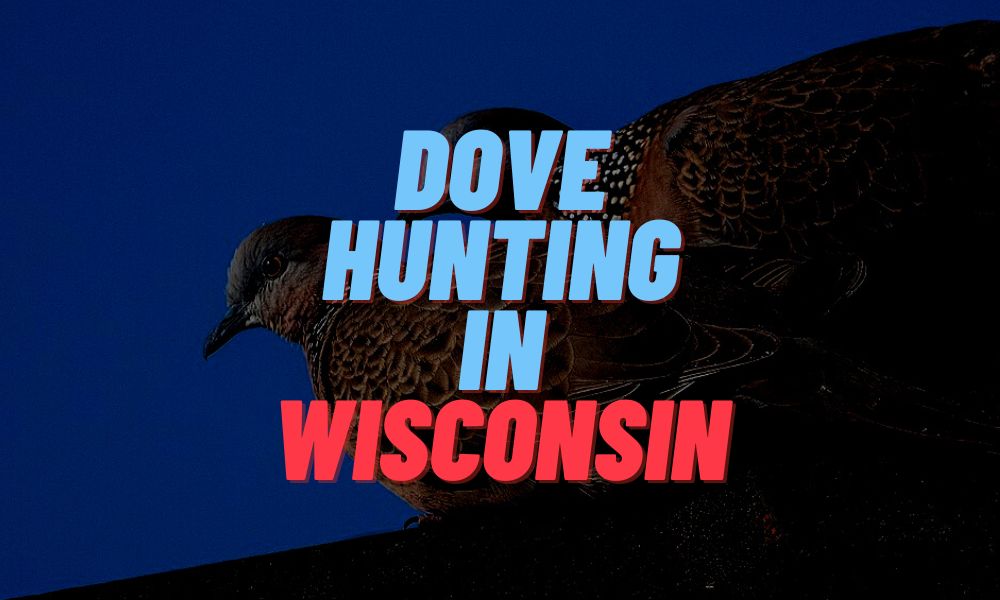 Dove Hunting In Wisconsin