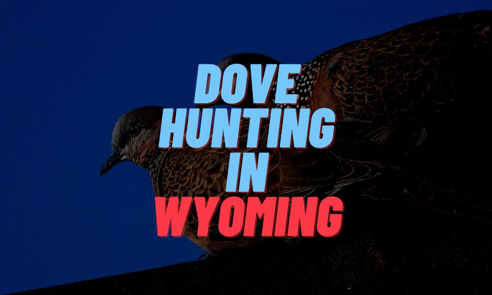 Dove Hunting In Wyoming