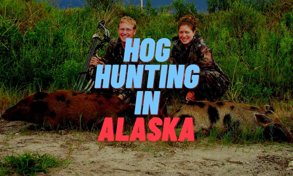 Hog Hunting In Alaska