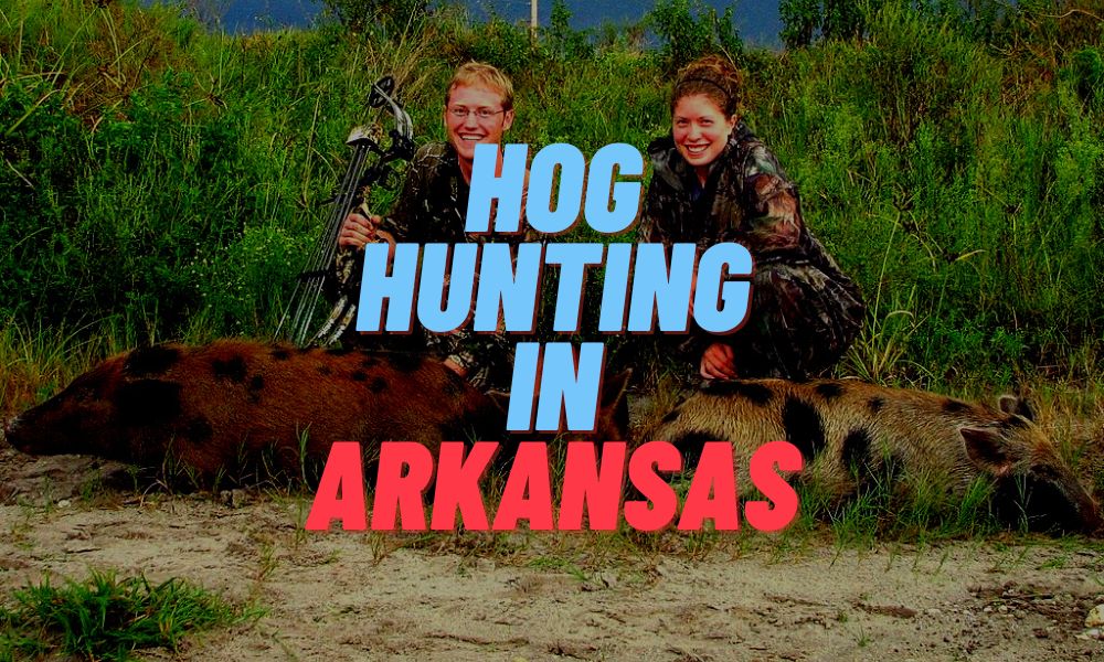 Hog Hunting In Arkansas