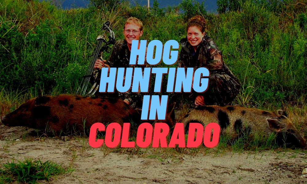 Hog Hunting In Colorado