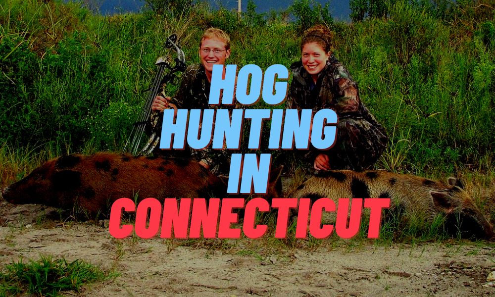 Hog Hunting In Connecticut