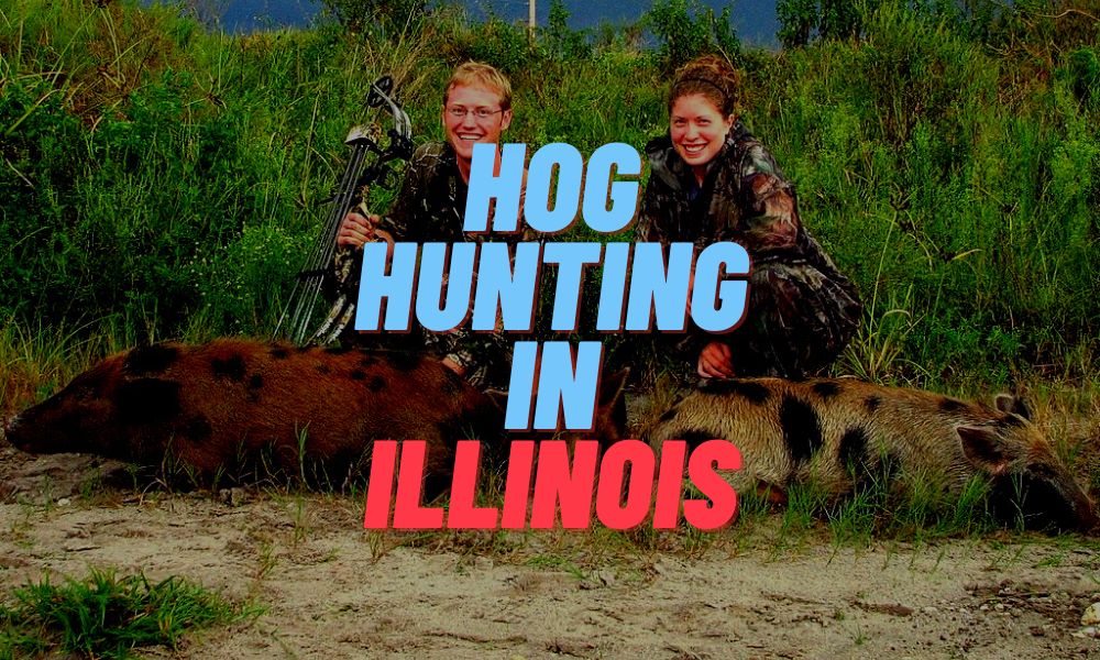 Hog Hunting In Illinois