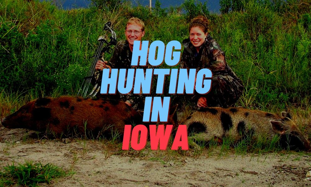 Hog Hunting In Iowa
