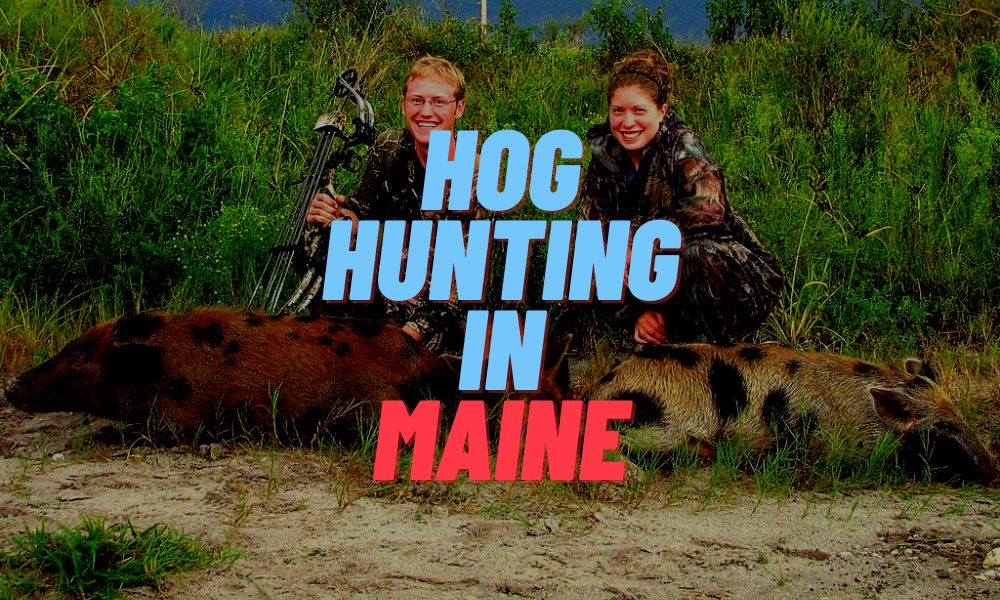 Hog Hunting In Maine
